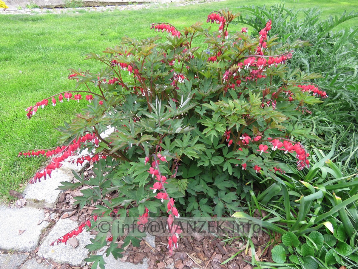 Dicentra spectabilis Valentine - Sol 01.JPG